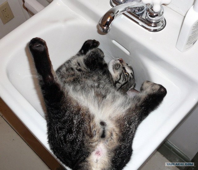 Котовторник?! Коты во вторник!
