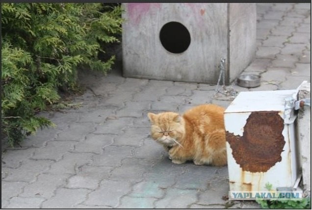 "Слишком вспыльчивый" кот