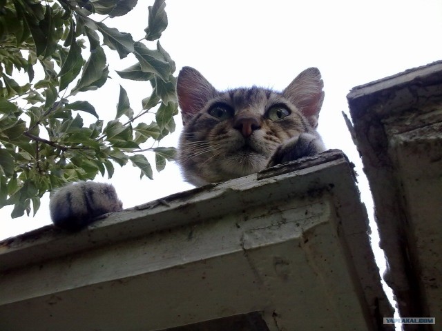 Сонный Котовторник