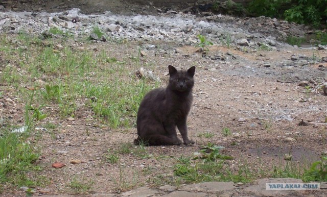 Котовторник 1.11.11