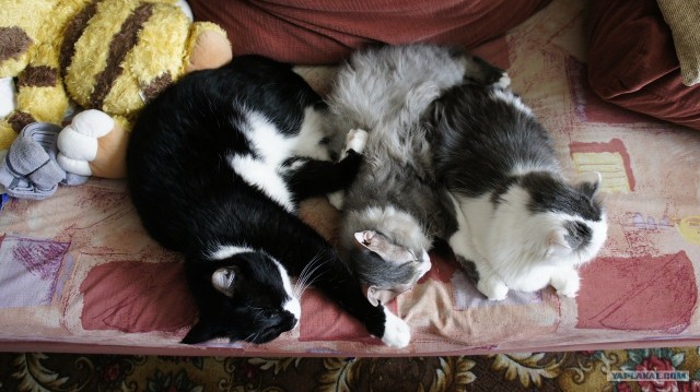 Котовторник! 08.11.11