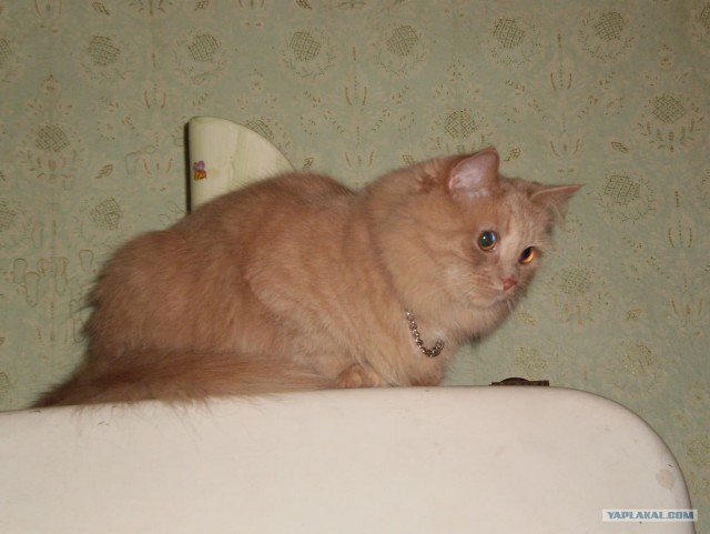 Котовторник 27.12.11