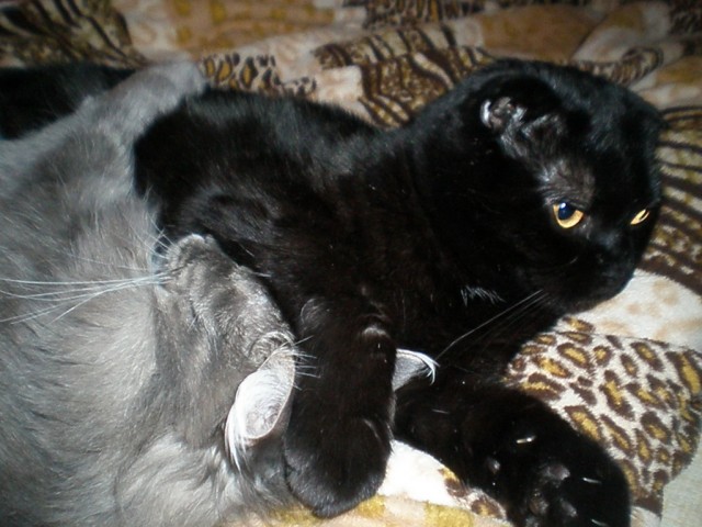 Котовторник (10.01.2012)