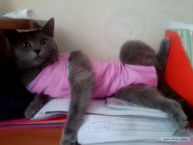 Котовторник (24. 01. 2012 )