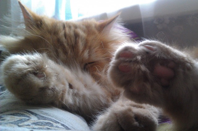 Котовторник (14.02.2012)