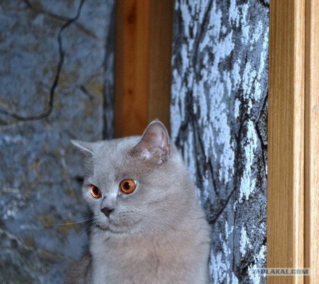 КОТОВТОРНИК (6.03.2012)