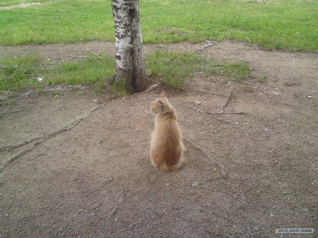 Котовторник 1 мая 2012