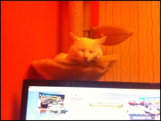 Котовторник  16.10.12