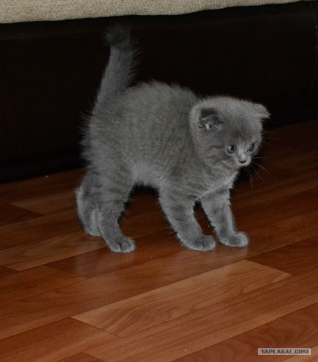 Ох уж эти живности