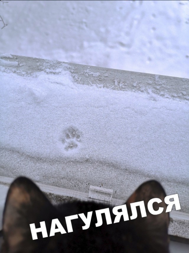 Забавные фото котеек