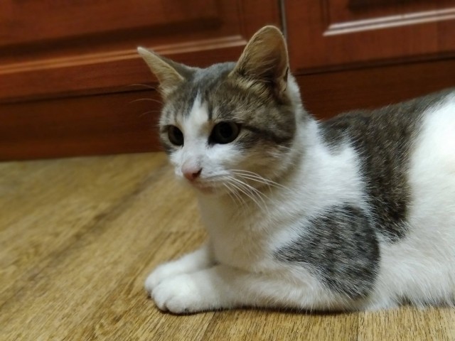 Забавные фото котеек