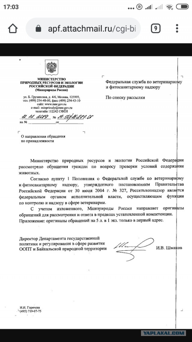 Помогите вернуть кота! Приют "Преданное сердце" украл кота и не отдает!-2