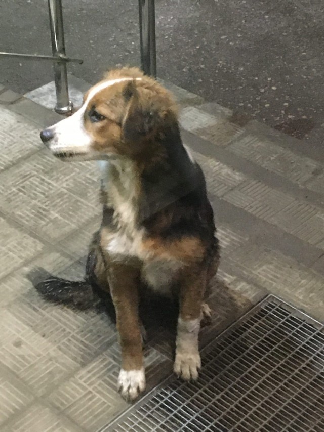 Живность 15.03.20