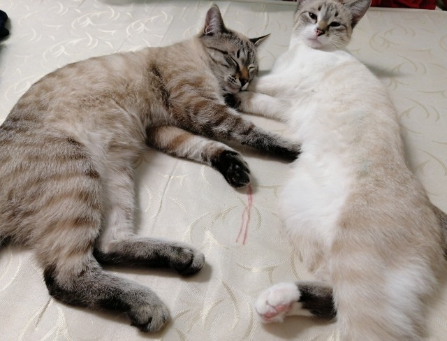 Котейка. Позитива пост. Эволюция?