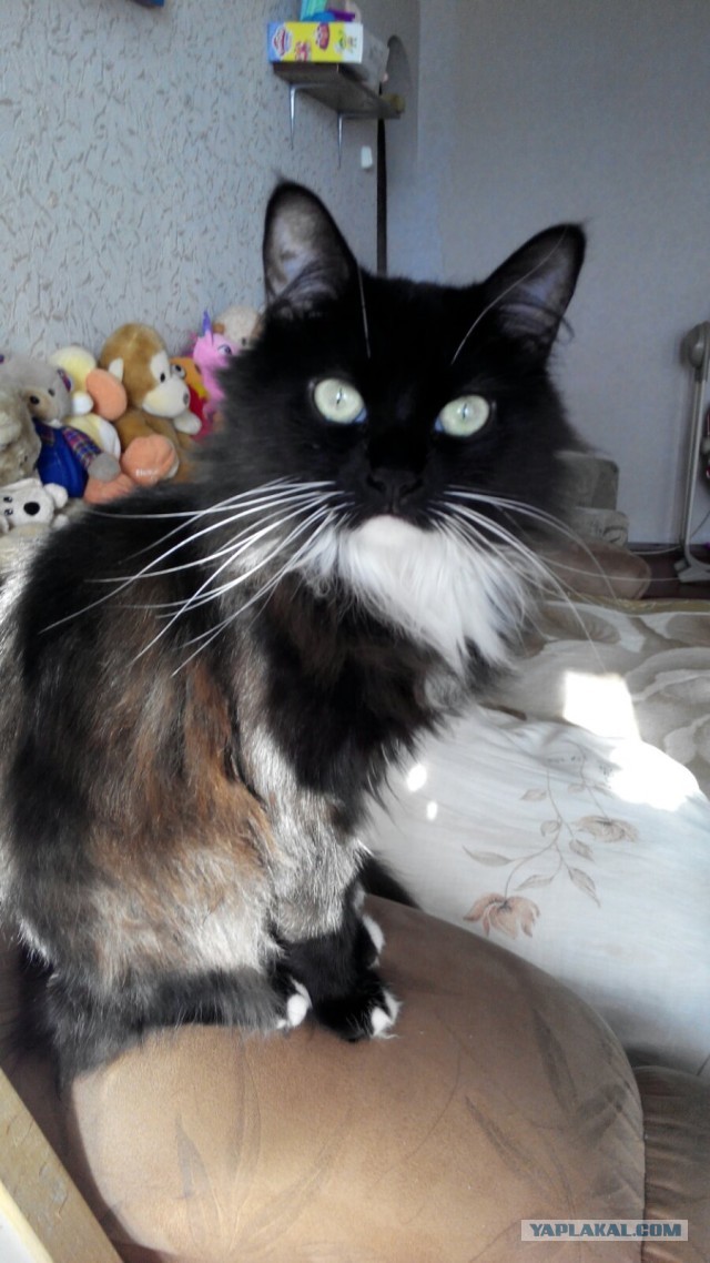 Котовторник. Добавляйте своих