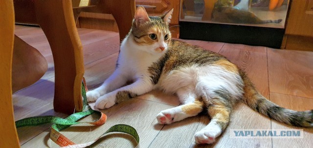 Котовторник. Добавляйте своих