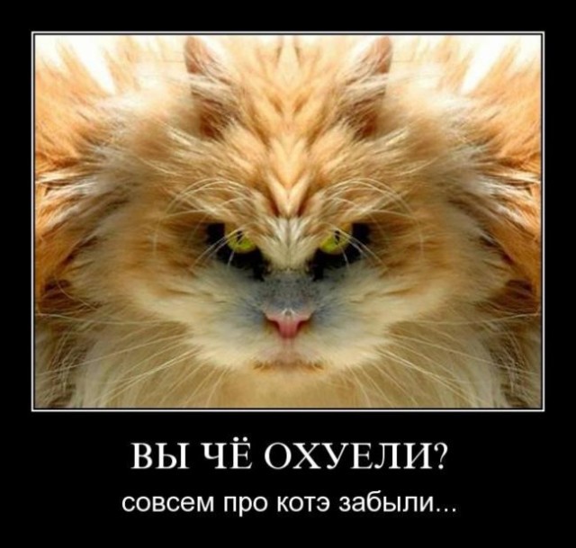 Devil Cat Is Watching You, Какие глазищи ^^