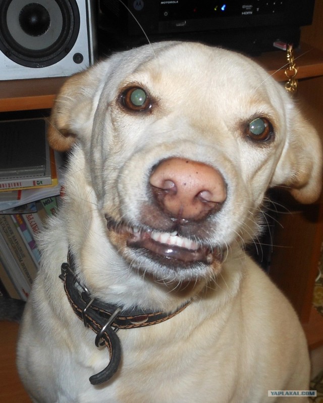 Бойцовская собака без намордника в фотосалоне