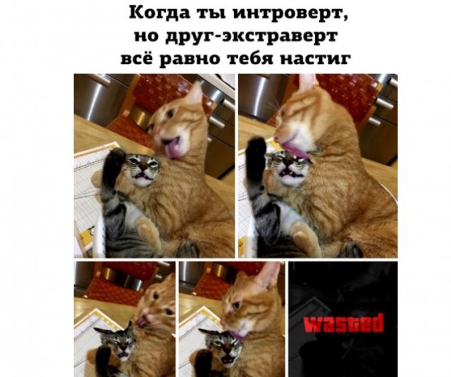 Картинки и мемы для настроения