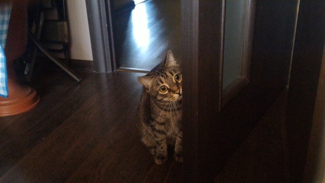 Котовторник же!