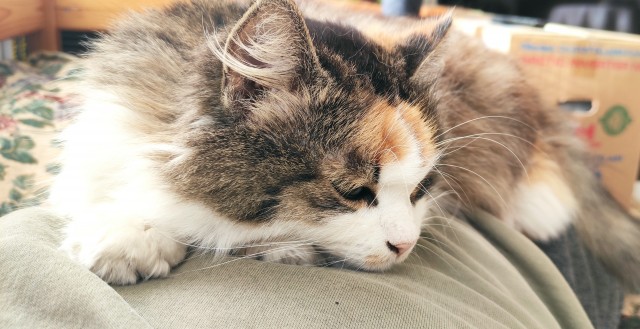 Когда кошка вспоминает своих знакомых