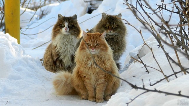 Сибирский кот  - звезда инета