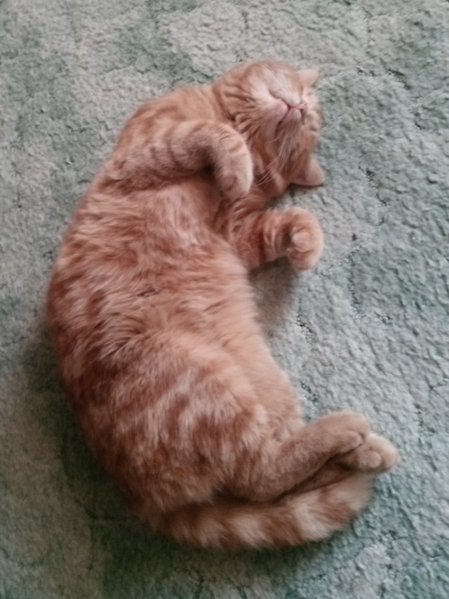 Что-то котовторник никто не начинает...