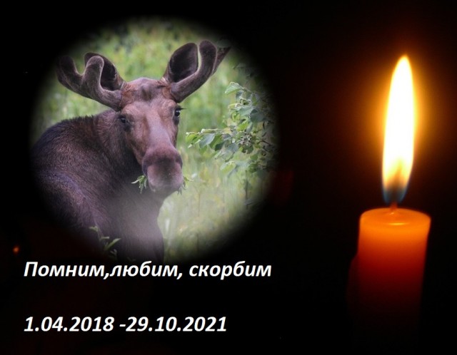 Автобиль с номерами АМР сбил человека в центре Москвы