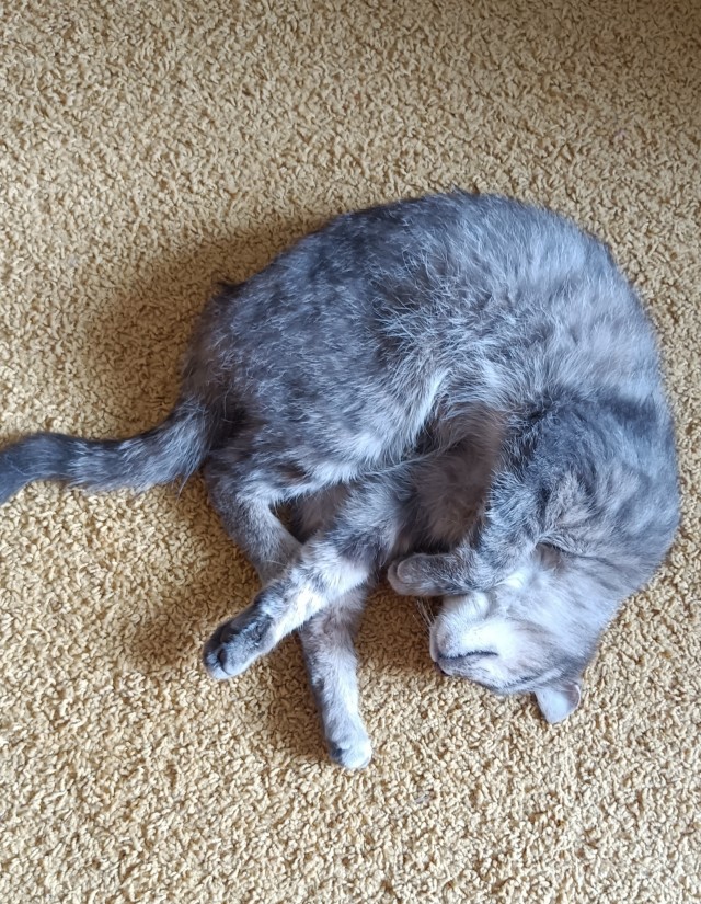 Ура! Котовторник.