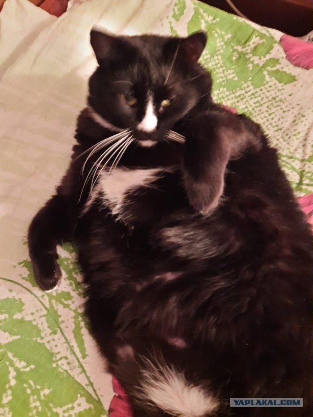 А как вы спите с котиком?