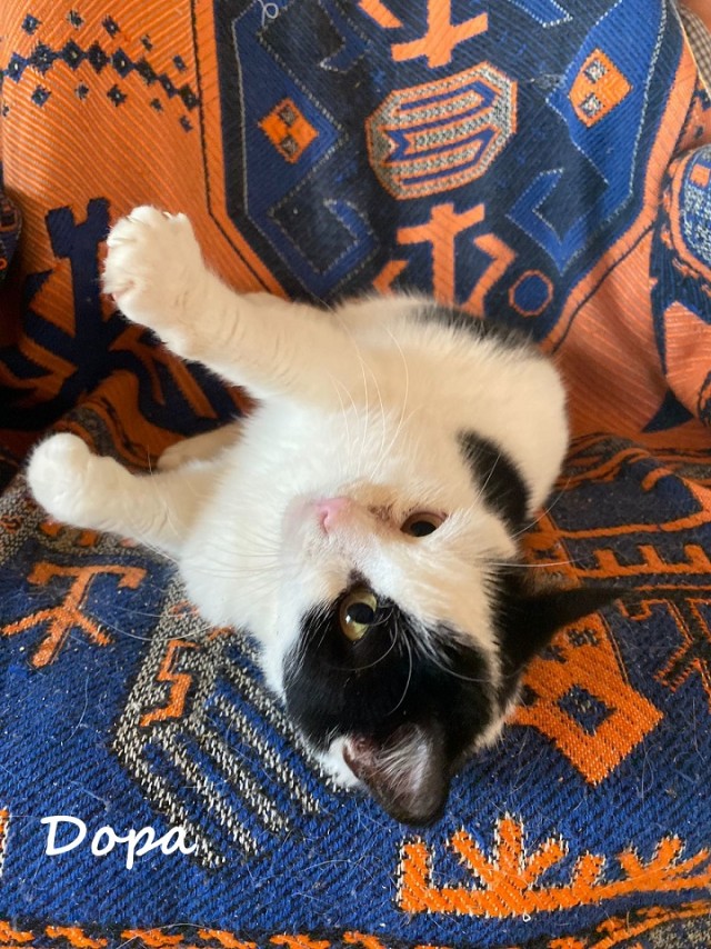 Жизнь домашнего приюта "Котоленд" 365