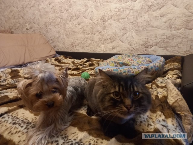 Погиб кот...