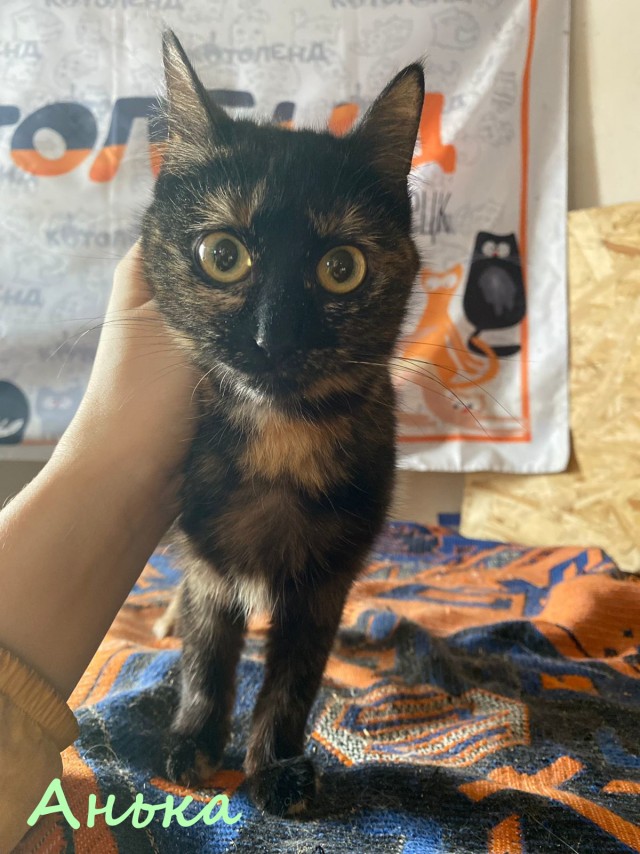 Жизнь домашнего приюта "Котоленд" 376