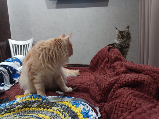 Кошка