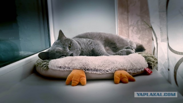 Котовторник