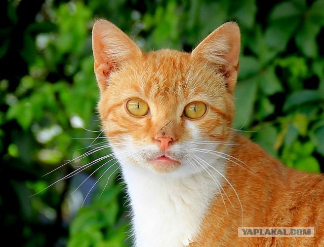 Котовторник 16.04.2013