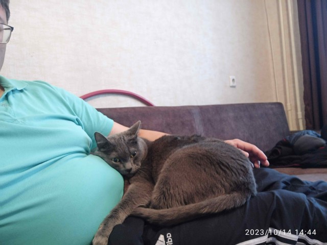 Подбирайте дворовых котят, из них получаются самые благодарные кошки