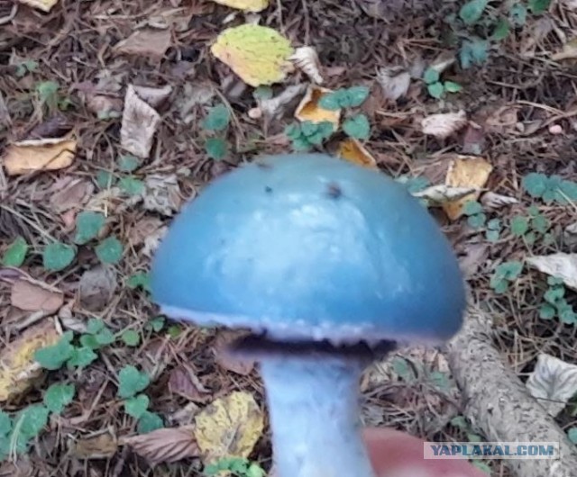 Недавно обнаруженный гриб из Тайваня (mycena subcyanocephala)