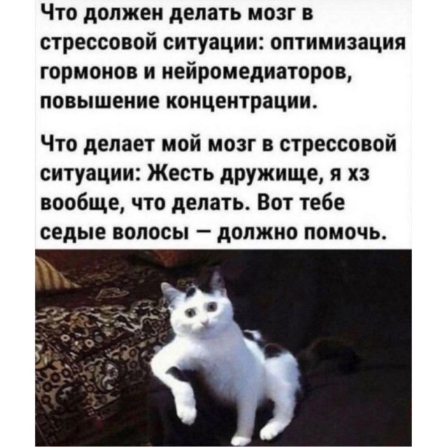 Весёлый полтишок 10.12.24