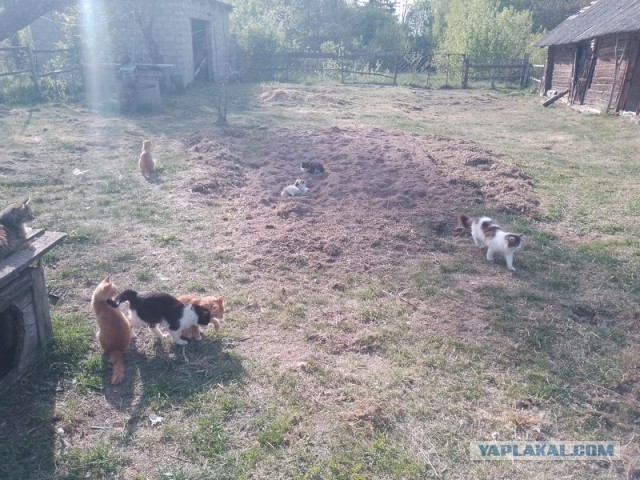 Жизнь домашнего приюта для котеек 542