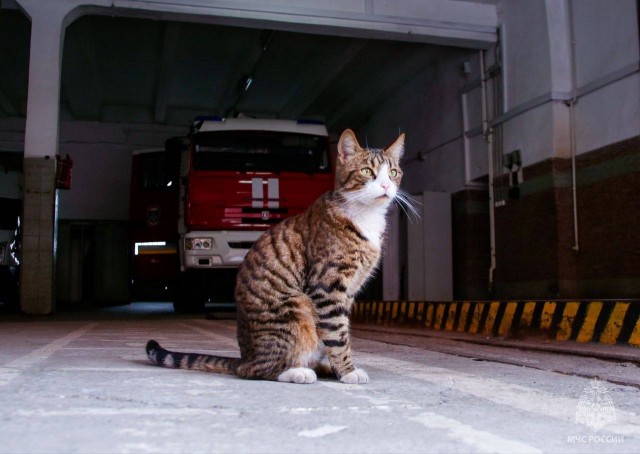 Котик Игорь устроился в пожарную часть Петербурга