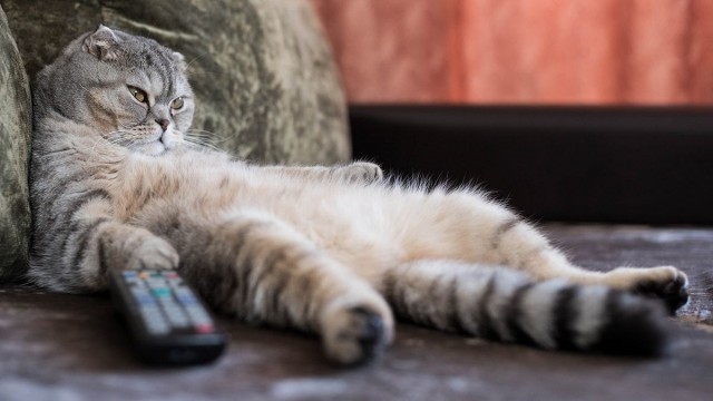 Выбираем по вкусу