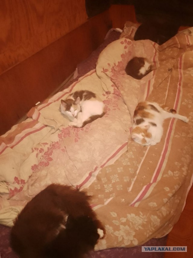 Жизнь домашнего приюта для котеек 555