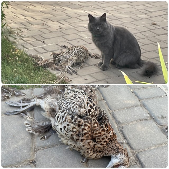 Кот принёс дичь