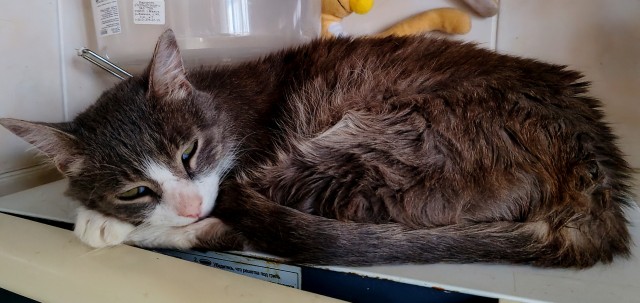 Котовторник