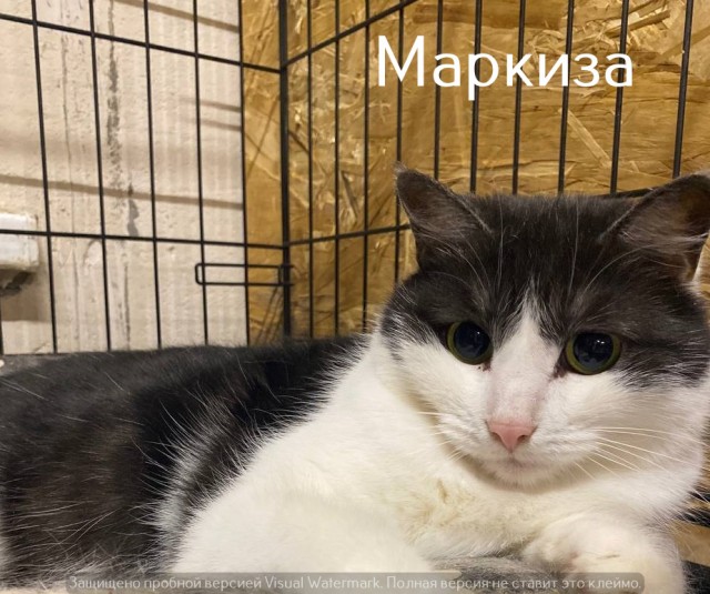 Жизнь домашнего приюта "Котоленд" 528