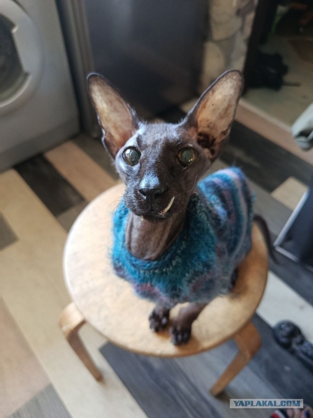 В защиту кошек породы Сфинкс канадский...