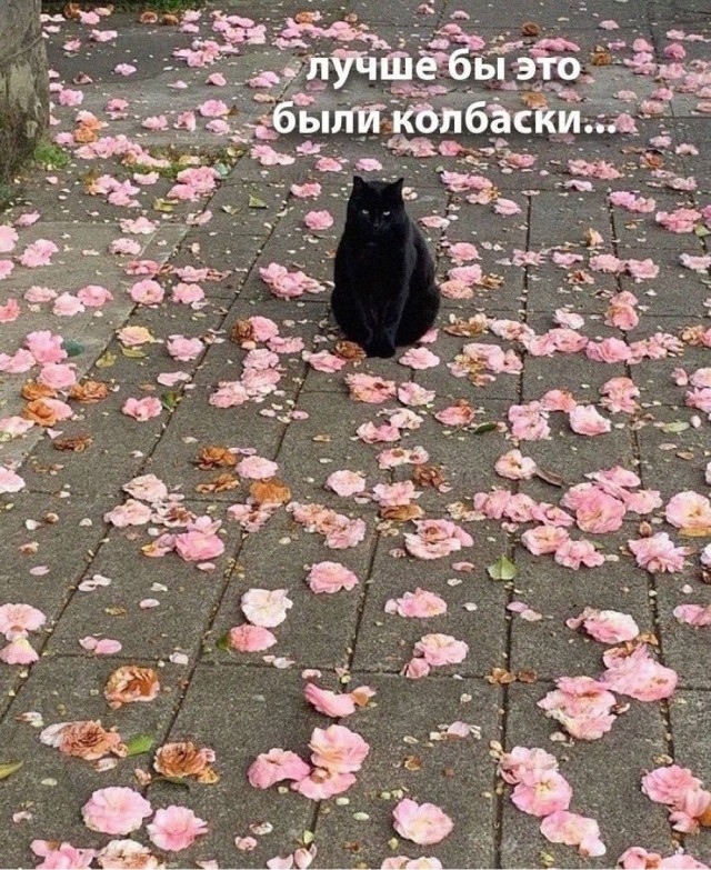 Прикольные и просто красивые картинки 27.02.2026