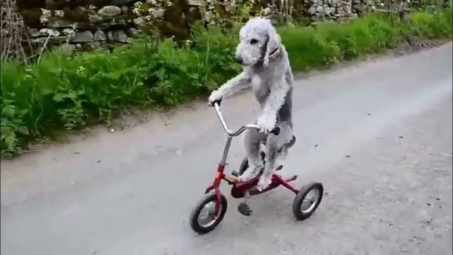 Что в башке у собачников?