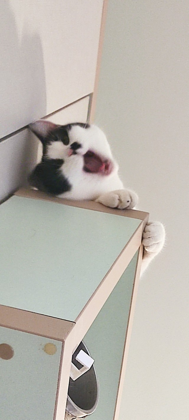 Дурацких фото котов тред — 3